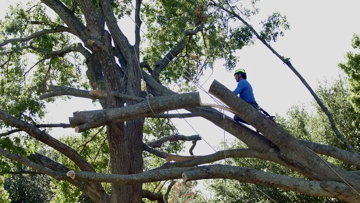 Professional Crown Thinning performed by certified arborists in Mokane